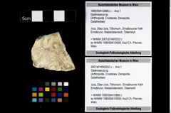 Foto (Objekt + Etikett) von Gastrosacus sp.  (NHMW-GEO-1990-0041-2886c)